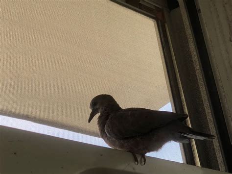 家中 飛 來 鳥|【家裡出現鳥】家裡鳥進來有什麼好兆頭？自來鳥寓意大公開！